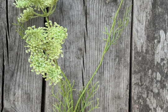 Kunsttak Fluitenkruid